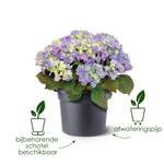 green basics cilinder 35cm blad groen